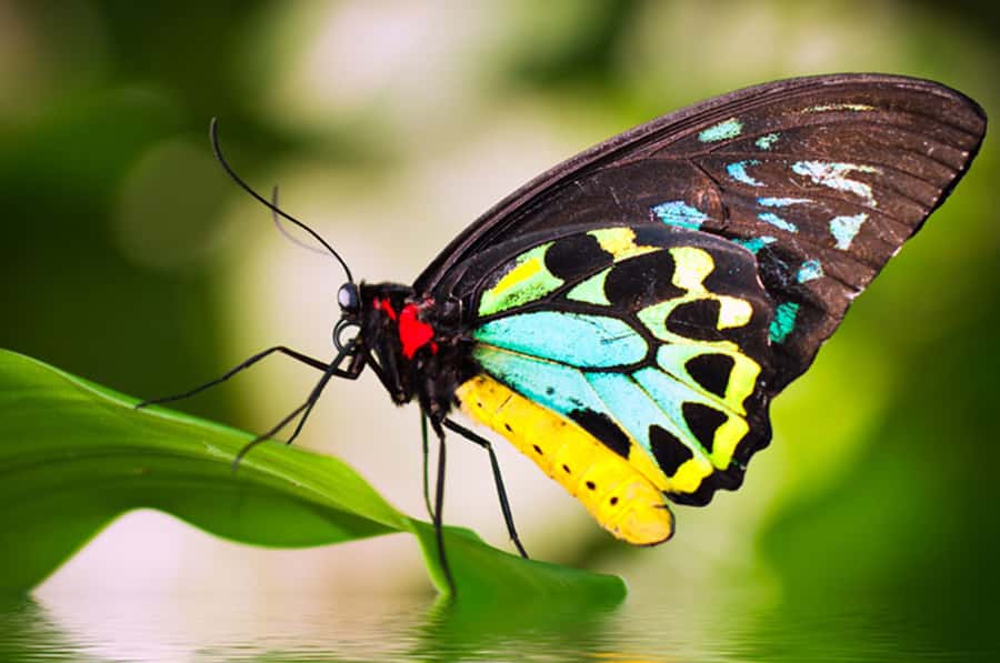 Kuranda: Australian Butterfly Sanctuary - Key Things That Make This Sanctuary Worth Your Time