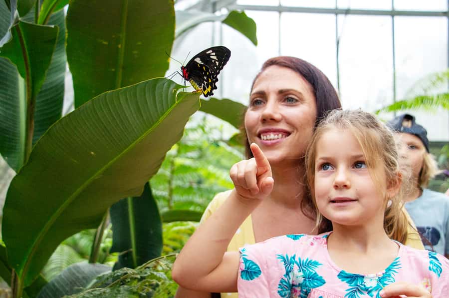 Kuranda: Australian Butterfly Sanctuary - Entering The Largest Butterfly Aviary In Australia (And Why It Matters)