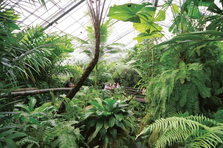 Kuranda: Australian Butterfly Sanctuary - How To Get The Best Butterfly Encounters (Bright Clothes Help)