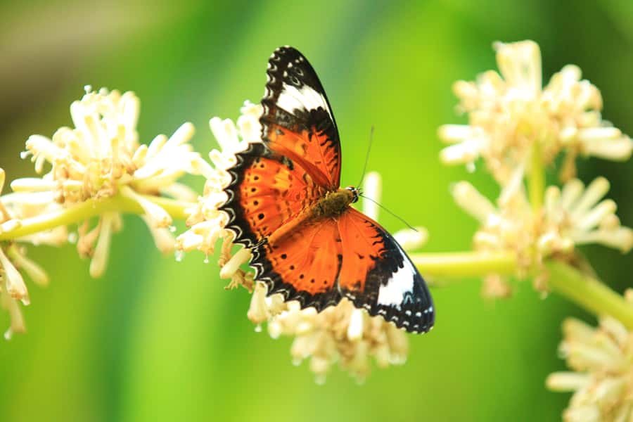 Kuranda: Australian Butterfly Sanctuary - Guided Tours, Museum Stories, And Learning From The Experts