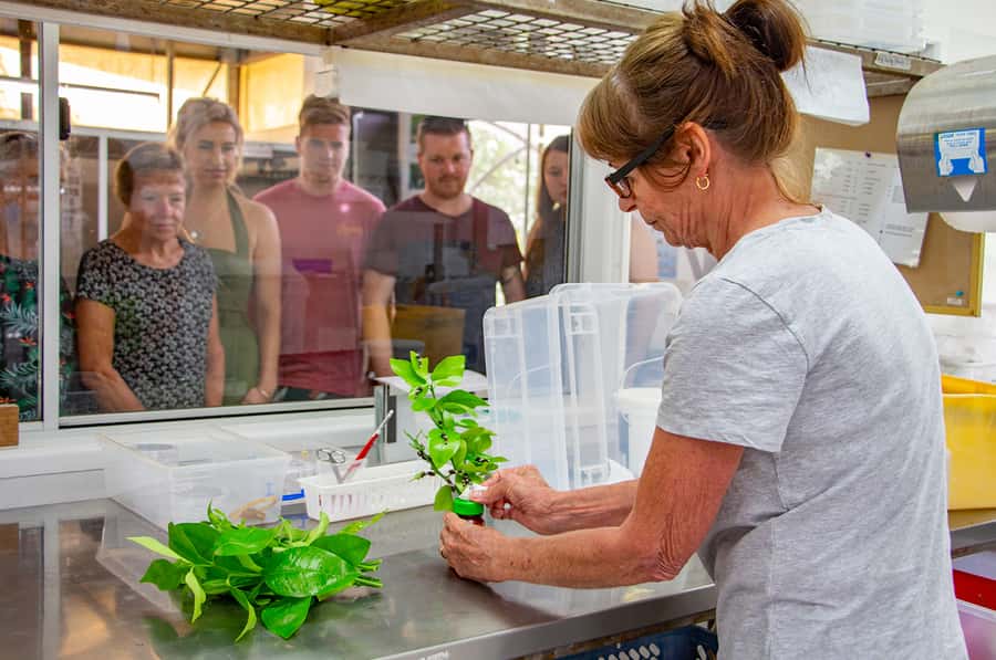 Kuranda: Australian Butterfly Sanctuary - Pair It With Kuranda Village: Plan Food Before Or After
