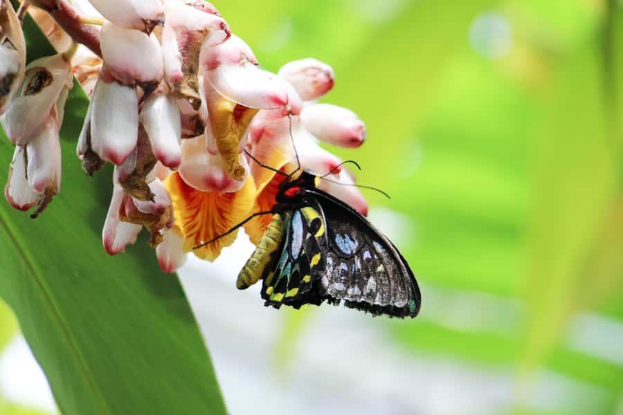 Kuranda: Australian Butterfly Sanctuary - Should You Book Australian Butterfly Sanctuary?