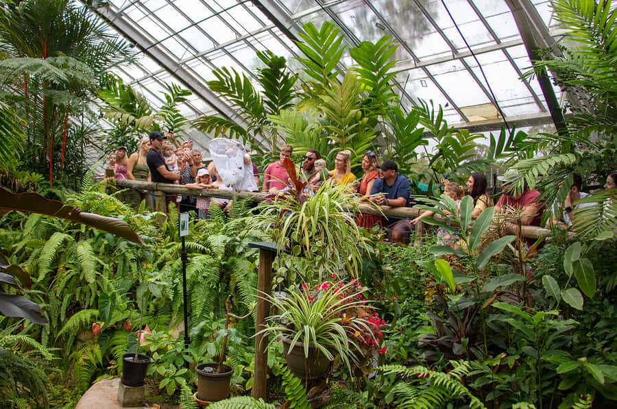 Kuranda: Australian Butterfly Sanctuary - Your 1-Day Flow: Aviary, Museum, Lab, Gift Shop
