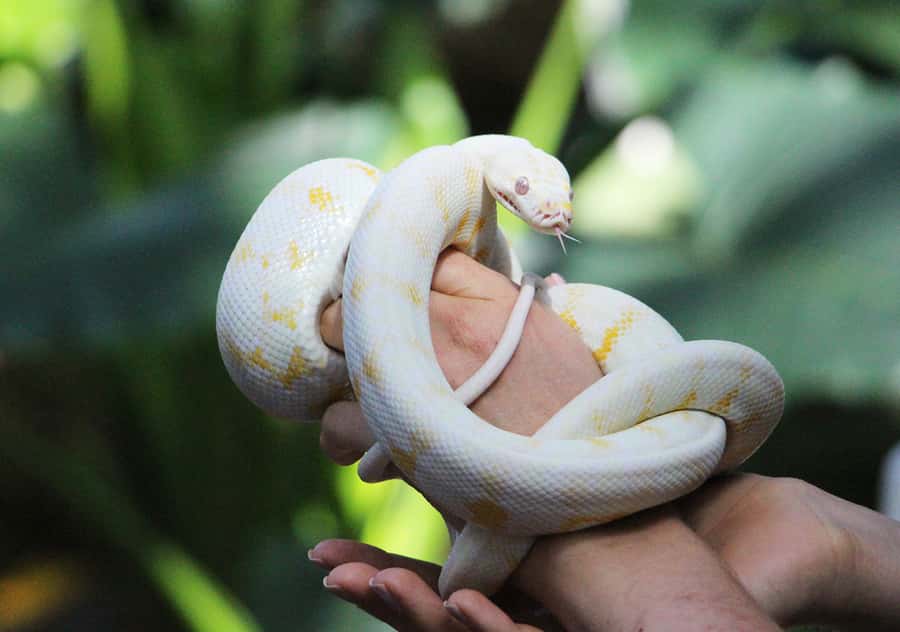 Kuranda, Cairns & Port Douglas Multi-Park Package - Who Should Book This Package (And Who Might Skip It)