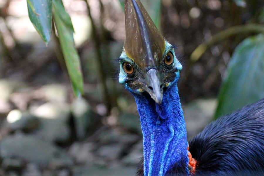 Kuranda, Cairns & Port Douglas Multi-Park Package - Rainforestation Nature Park in Kuranda: Duck Tour, Dance, Dreamtime Walk