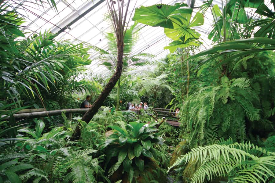 Kuranda, Cairns & Port Douglas Multi-Park Package - Australian Butterfly Sanctuary: The Cairns Birdwings Aviary