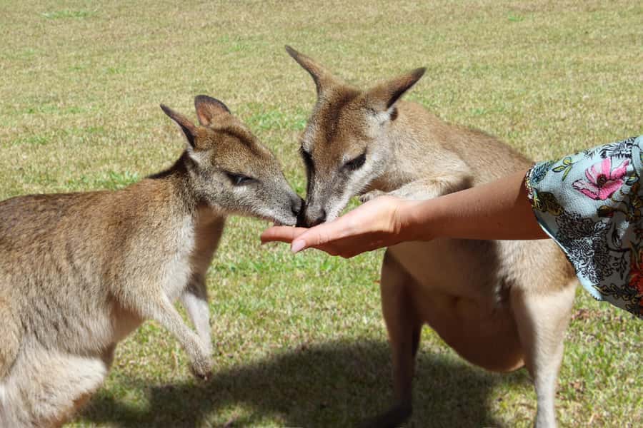 Kuranda, Cairns & Port Douglas Multi-Park Package - Where Kuranda Stops and Port Douglas Stops Fit Together