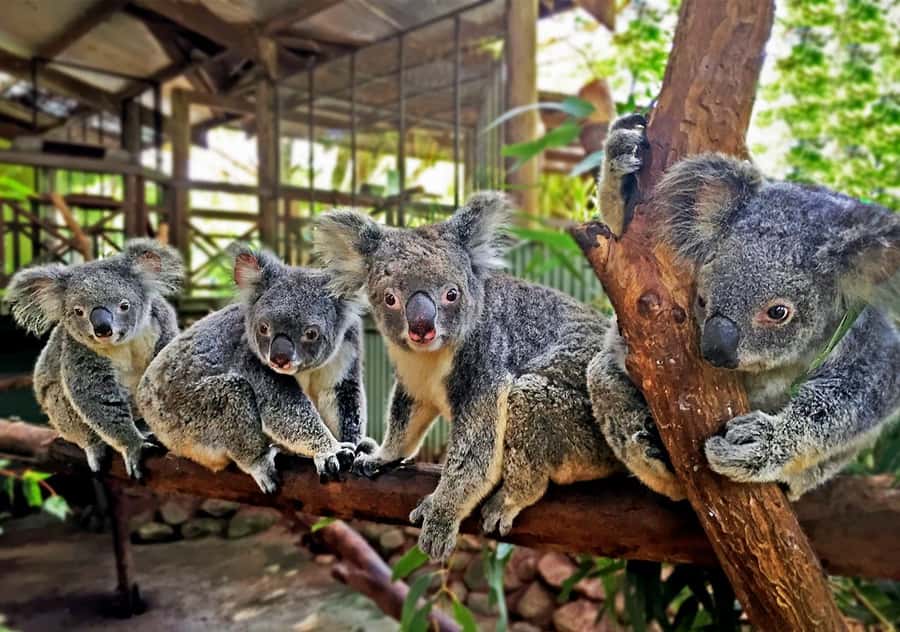 Kuranda, Cairns & Port Douglas Multi-Park Package - Activating the Physical Pass (And Why Self-Drive Matters)