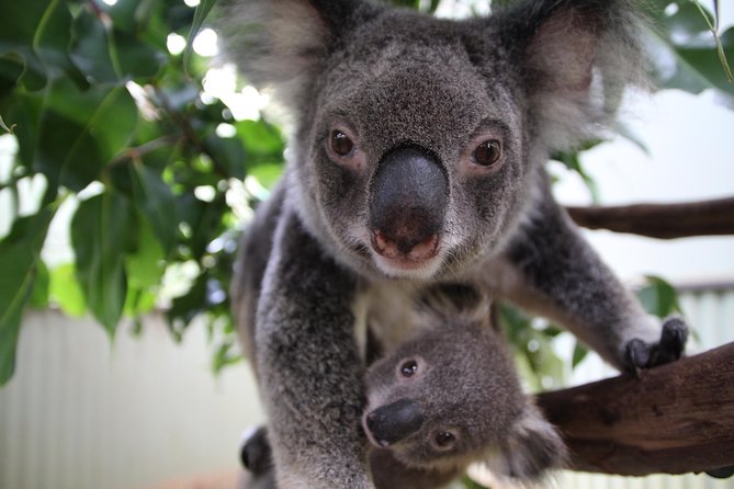 Kuranda Day Tour, TKS-RFS CLASSIC GOLD PLUS 0930 - Pamagirri Dance Show and Lunch: Where the Day Gets a Breather