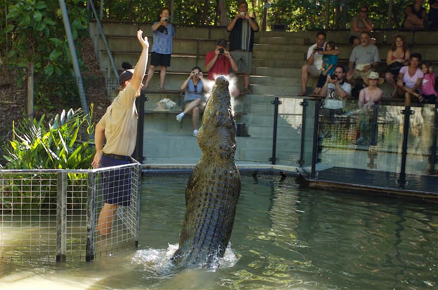 Kuranda & Hartley's Crocodile Adventures - One day, three big nature moments (and less logistics than DIY)