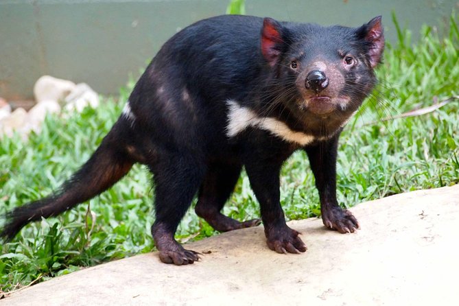 Kuranda Highlights including Rainforestation Aboriginal Culture and Wildlife R1B - Rainforestation Nature Park and the Army Duck: the day’s big wow