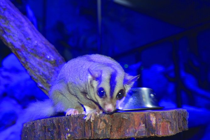 Kuranda Koala Gardens and Birdworld Admission Tickets - Timing in Kuranda: rainy day proof and when to shift priorities