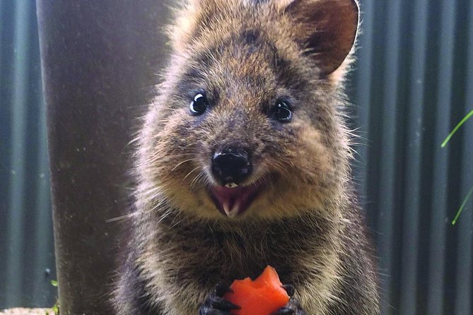 Kuranda Koala Gardens and Birdworld Admission Tickets - Entering Kuranda Koala Gardens: how to get the most from the mammal time