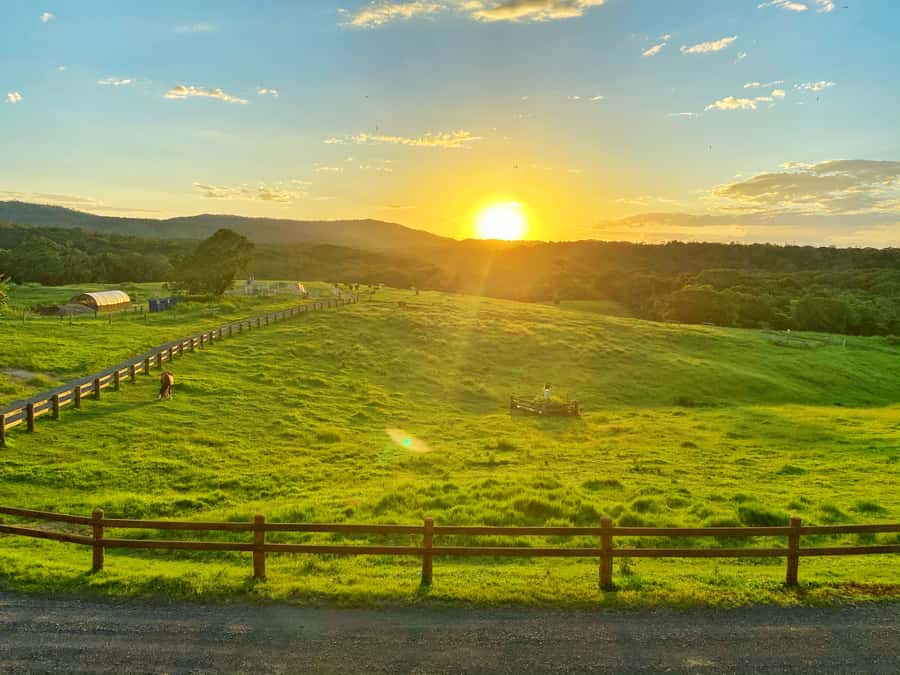 Kuranda: Quad Ride Bike and petting farm - Petting Farm Break: Feeding and Patting in a Working Cattle Setting