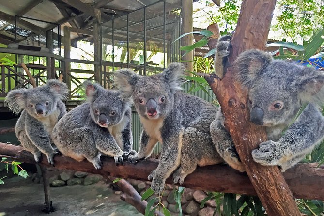 Kuranda Rainforestation Nature Park Ticket (BNP) - Key things to know before you go