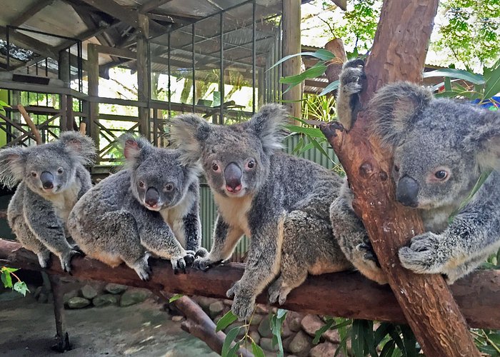 Kuranda Rainforestation Nature Park Ticket (BNP) - How to get there from Cairns and what transportation means for your day
