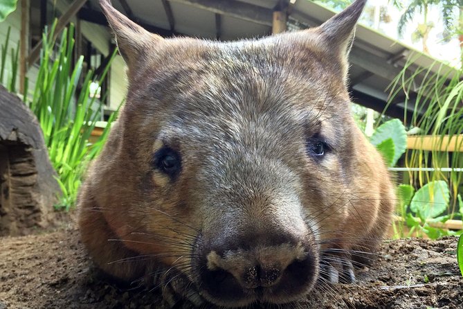 Kuranda Rainforestation Nature Park Ticket (BNP) - Koala and Wildlife Park boardwalks: the close-up payoff