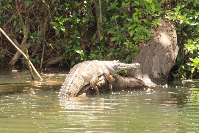 Kuranda Riverboat Sightseeing Cruise - The guide matters: why the narration makes this feel worth the money