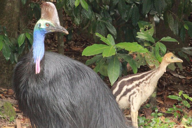 Kuranda Riverboat Sightseeing Cruise - Price and value: $21.52 for a guided wet-tropics experience that doesn’t waste your day