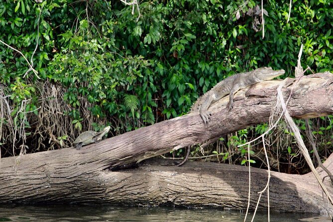 Kuranda Riverboat Sightseeing Cruise - Timing it right: choose a departure that matches your energy