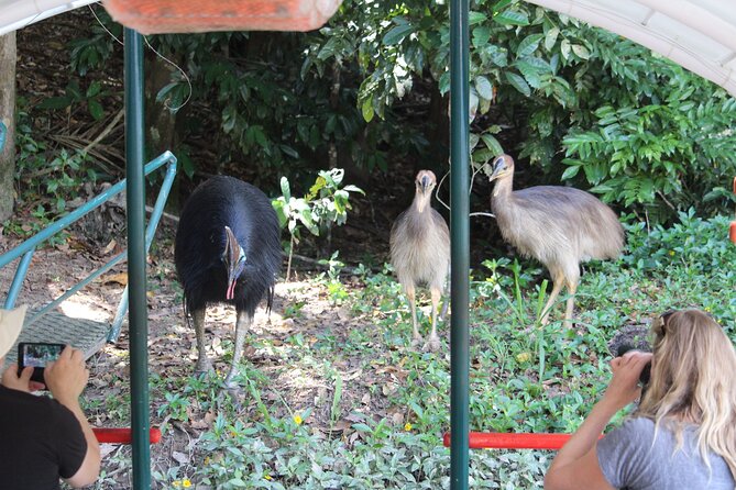 Kuranda Riverboat Sightseeing Cruise - Where it fits in a Kuranda day: a low-effort add-on with high payoff