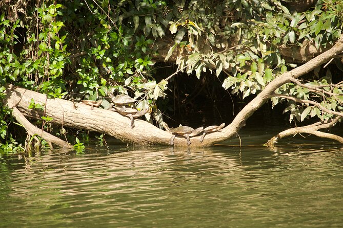 Kuranda Riverboat Sightseeing Cruise - Practical tips that make the experience smoother