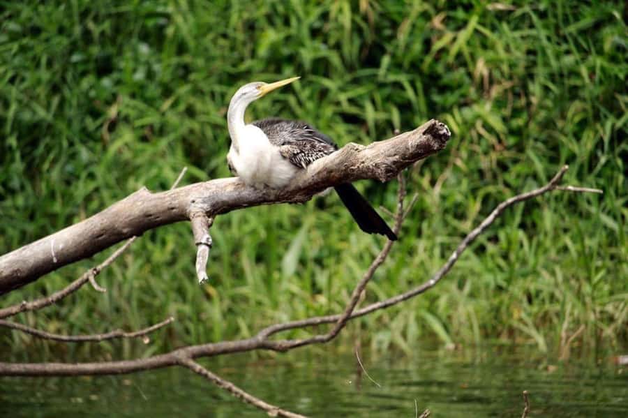 Kuranda: Riverboat Tour - A 45-minute Barron River cruise with real rainforest payoff