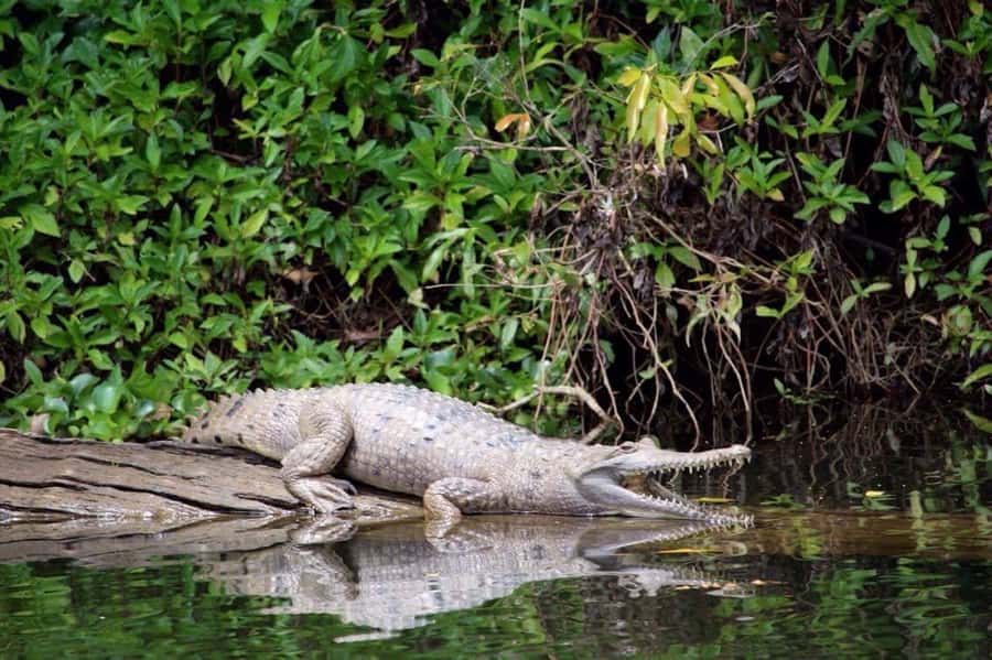 Kuranda: Riverboat Tour - The guide experience: stories, animal spotting, and a friendly rhythm