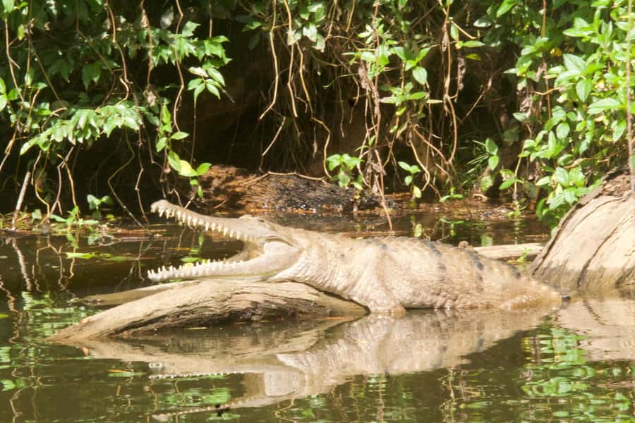 Kuranda: Riverboat Tour - Photography tips for a moving rainforest subject