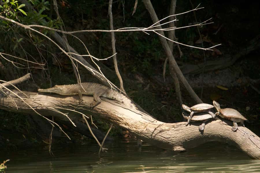 Kuranda: Riverboat Tour - Price and value: why $21 can make sense in Kuranda