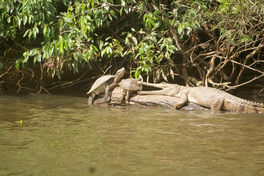 Kuranda: Riverboat Tour - Who this cruise is best for (and who may want a different plan)