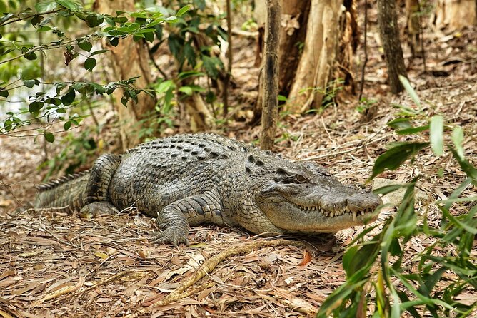Kuranda, Scenic Rail, Skyrail and Hartley's Crocodile Adventures - Hartley’s Crocodile Adventures: close-up crocodiles and the wetlands behind them
