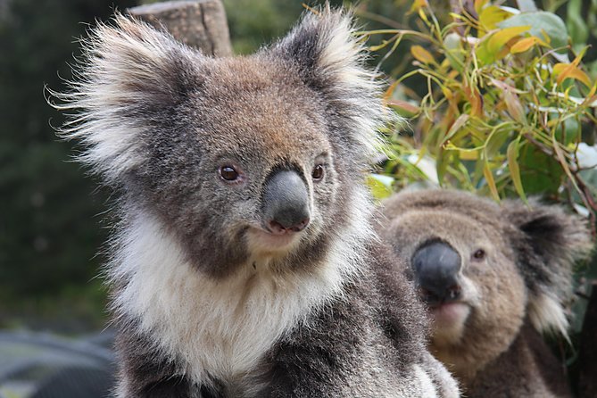Kuranda Wildlife Experience Deluxe Multi Attraction Pass - Timing Tips: Make 90–120 Minutes Feel Relaxed