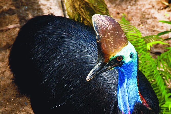 Kuranda Wildlife Experience Deluxe Multi Attraction Pass - Practical Stuff to Know Before You Go
