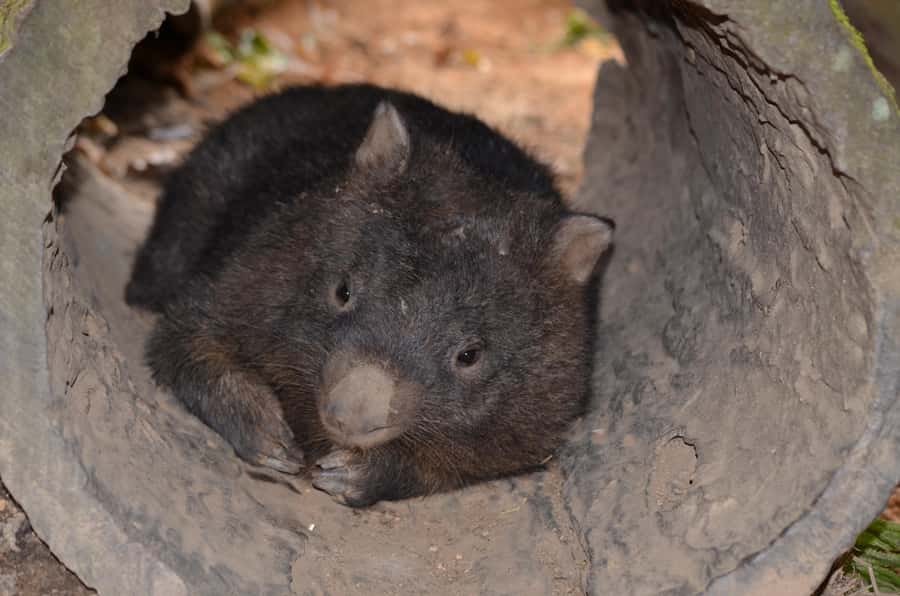 Kuranda Wildlife Experience: Koalas, Birds & Butterflies - Key highlights you’ll actually care about