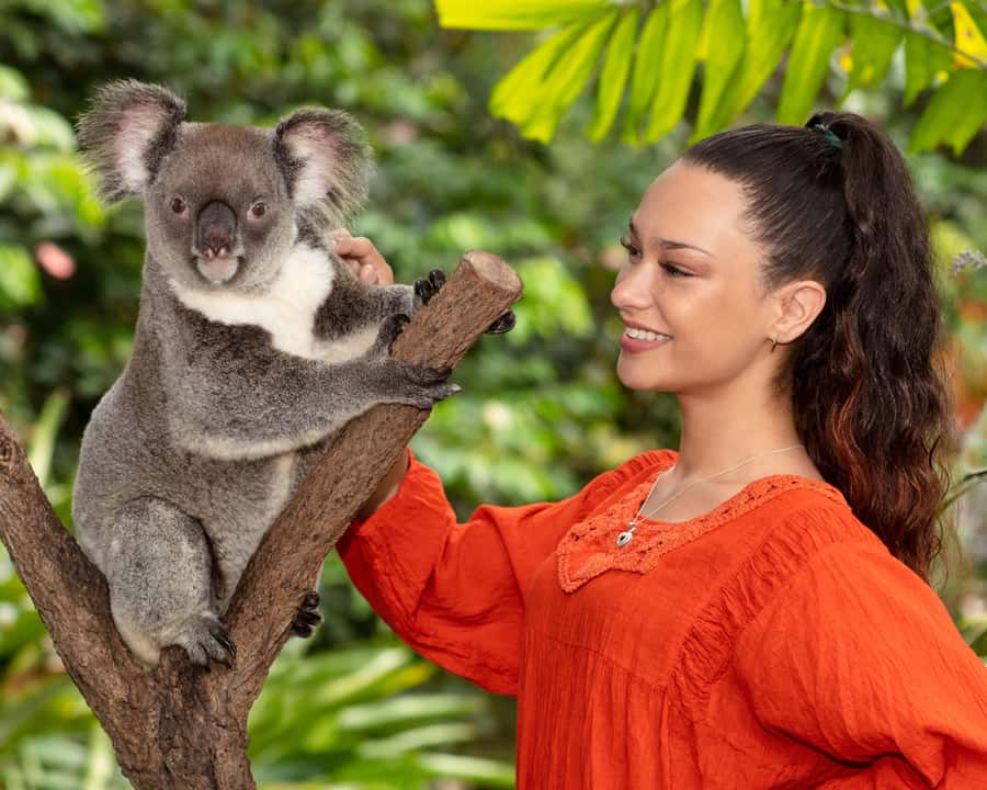 Kuranda Wildlife Experience: Koalas, Birds & Butterflies - A one-day bundle of three Kuranda wildlife parks