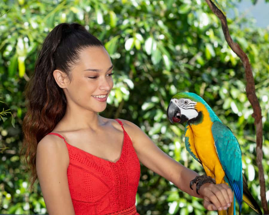 Kuranda Wildlife Experience: Koalas, Birds & Butterflies - Kuranda Koala Gardens: free-range kangaroos and koalas, up close