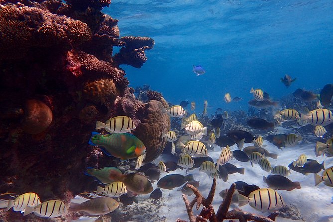 Lagoon Explorer - Ningaloo Reef Full-Day Kayaking and Snorkeling Adventure - Pickup at 8am, the Cape Range drive, and how your launch spot gets chosen