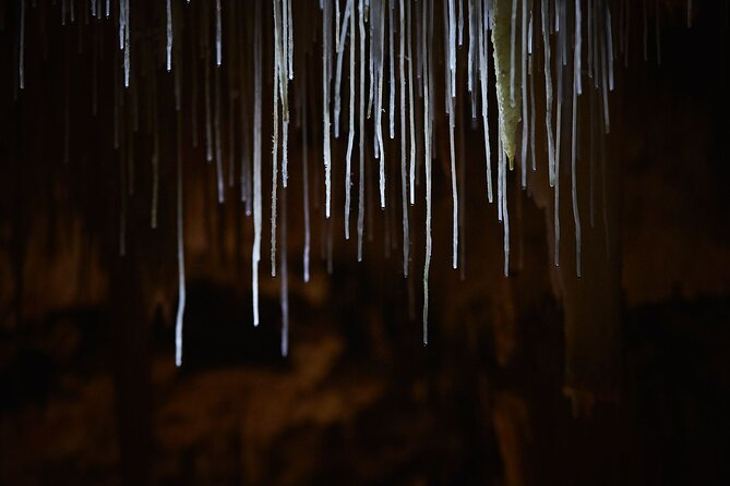 Lake Cave Fully Guided Tour - The walk in: sinkhole doline, sunken forest, and that first big feeling