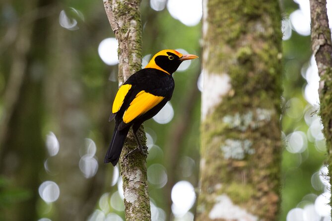 Lamington National Park, O'Reilly's & Vineyard Tour - Key highlights to look for