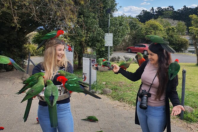 Lamington National Park, O'Reilly's & Vineyard Tour - From Surfers Paradise to 1,000m views: what the day feels like
