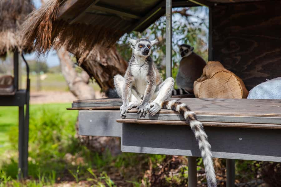 Land of the Lemurs Experience & a Day at Monarto Safari Park - Tail’s-length lemurs at Monarto Safari Park