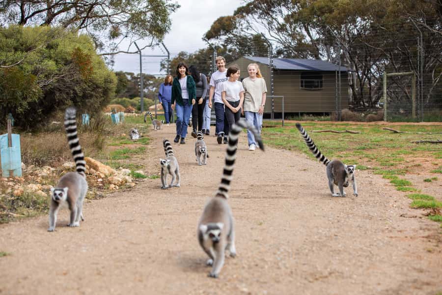 Land of the Lemurs Experience & a Day at Monarto Safari Park - The lemur troop in action: what to watch for