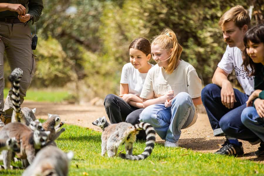 Land of the Lemurs Experience & a Day at Monarto Safari Park - Price and value: what $91 buys you (and what it doesn’t)