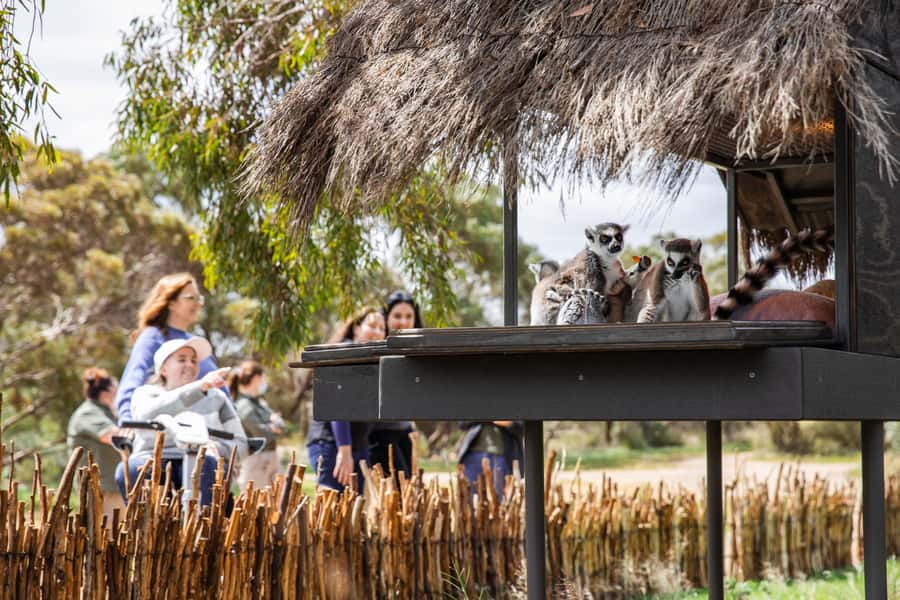 Land of the Lemurs Experience & a Day at Monarto Safari Park - Who this experience suits best (and who may want a different plan)