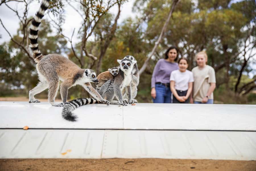 Land of the Lemurs Experience & a Day at Monarto Safari Park - Why this habitat visit feels different from the usual park loop