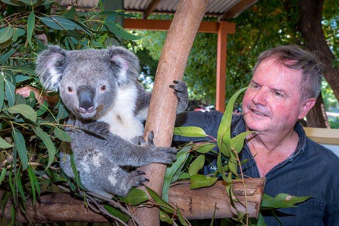 Late Start Blue Mountains Nature, Waterfalls, Koalas Small Group - Wentworth Falls bush walk: waterfalls, stairs, and choosing your pace