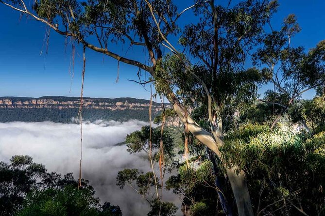 Late Start Blue Mountains Nature, Waterfalls, Koalas Small Group - Megalong Valley and Cahill’s Lookout: kangaroos and wide west-facing views