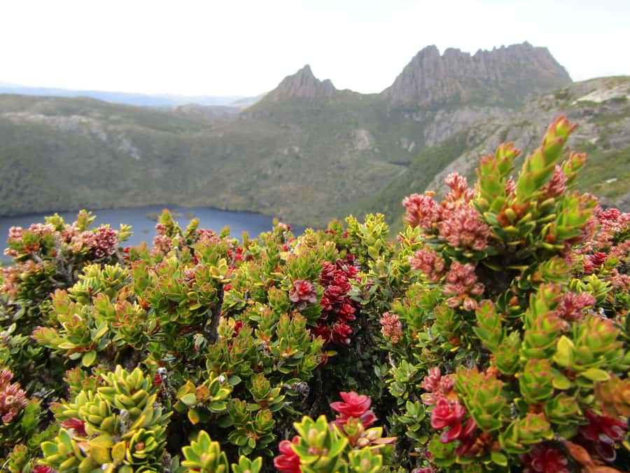 Launceston: Cradle Mountain Guided Active Day Trip - Pencil Pine Falls: the gentle start that sets the tone