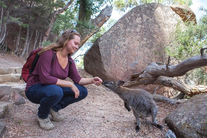 Launceston: Freycinet & Wineglass Bay Explorer Day Trip - Wineglass Bay Lookout plus the optional beach hike: choose your effort